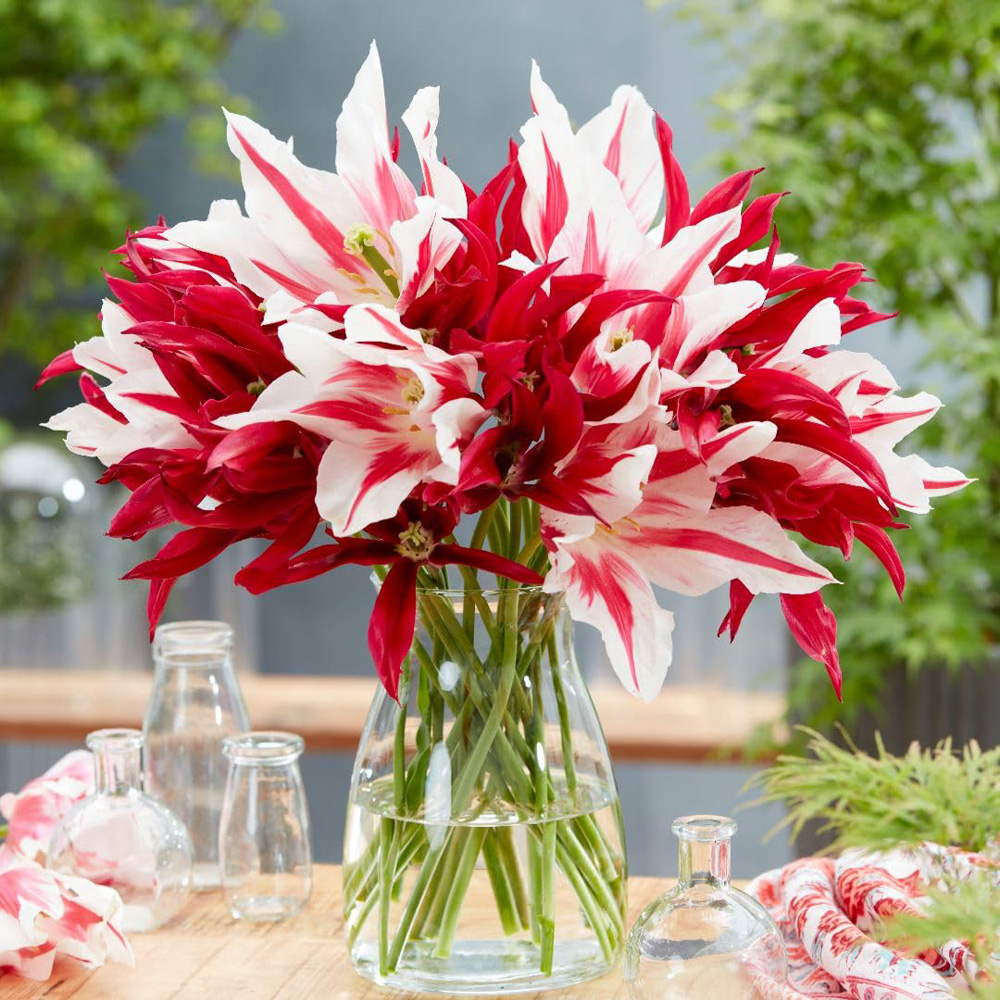 Thompson and Morgan Tulip Lily Flowering Mix Spring Planting Bulb 8 Pack Image 2