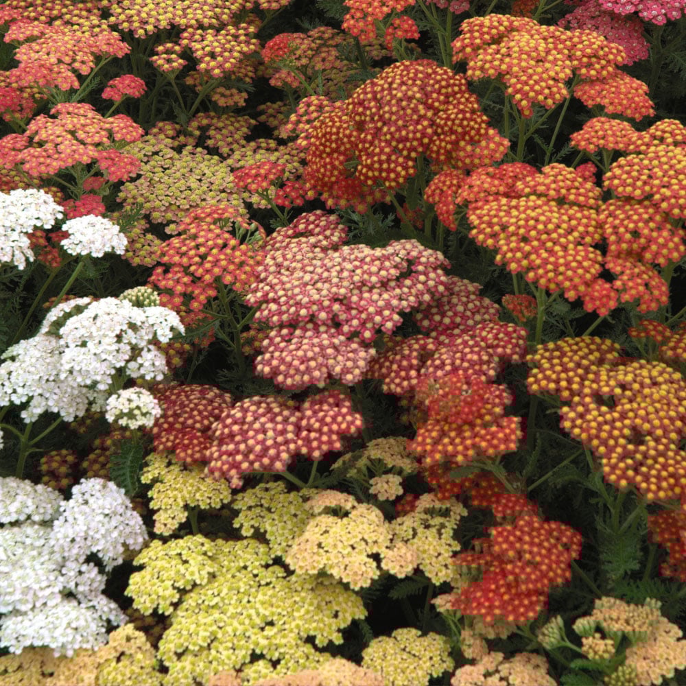 Thompson and Morgan Achillea Millefolium Summer Berries Garden Ready Plant 30 Pack Image 4