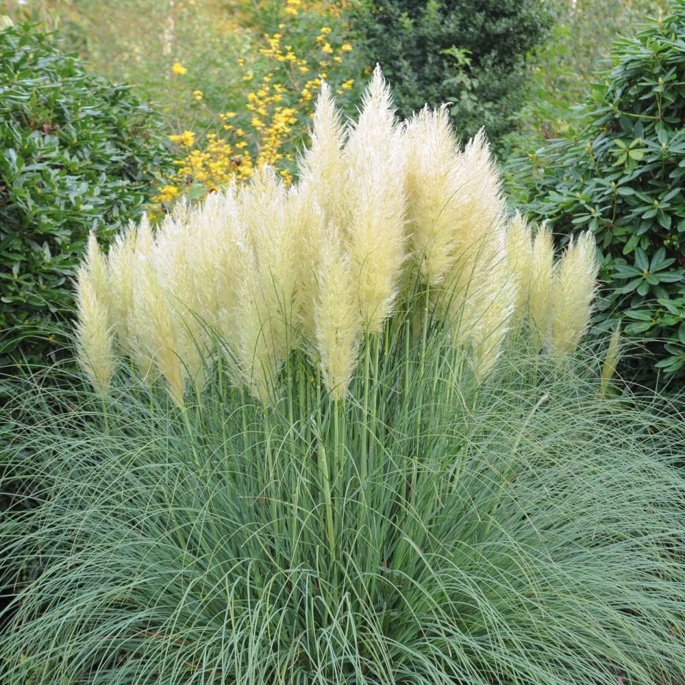 Thompson and Morgan Cortaderia Selloana White Pampas Grass Plant Pot 11cm 2 Pack Image 1