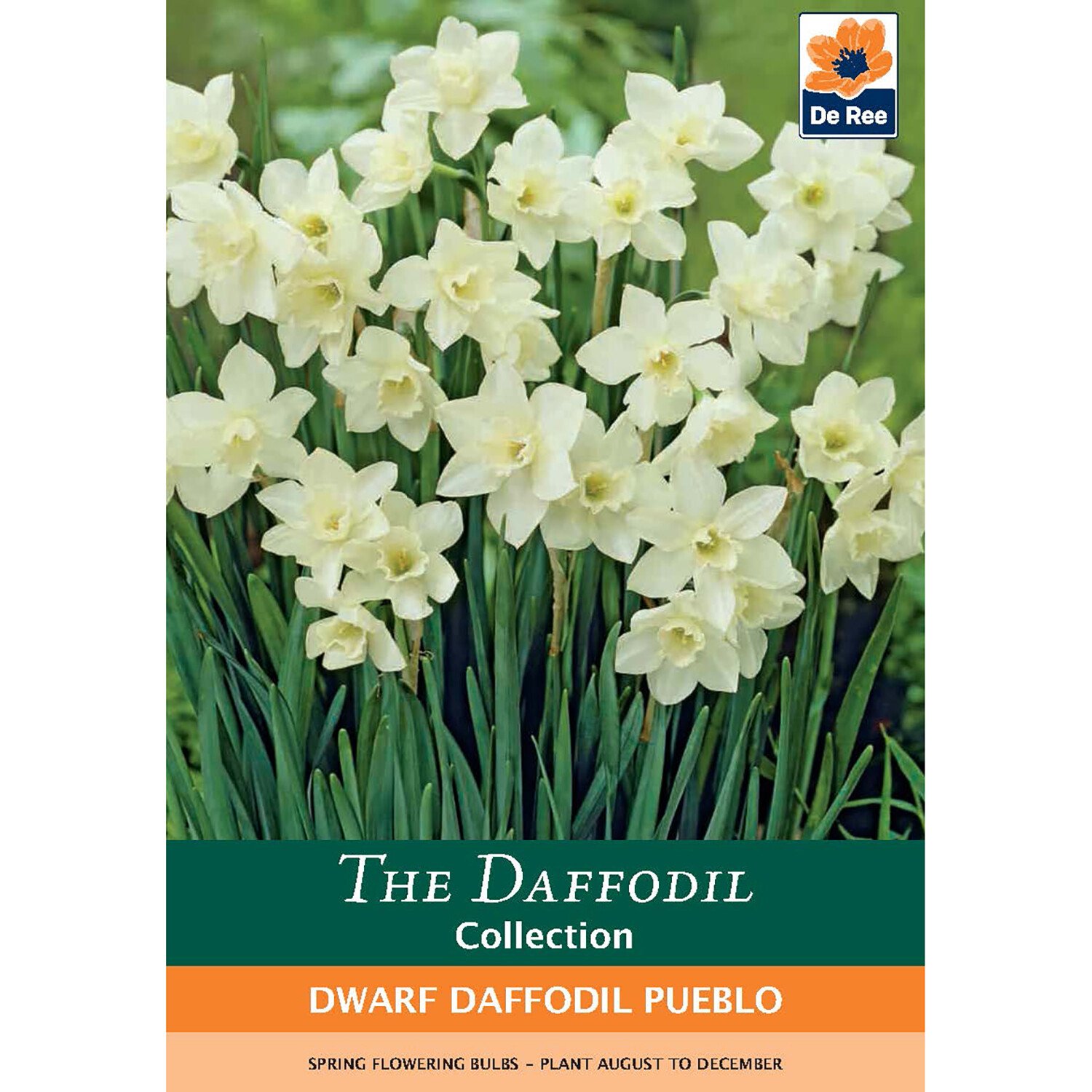 The Daffodil Collection Bulbs Image 9