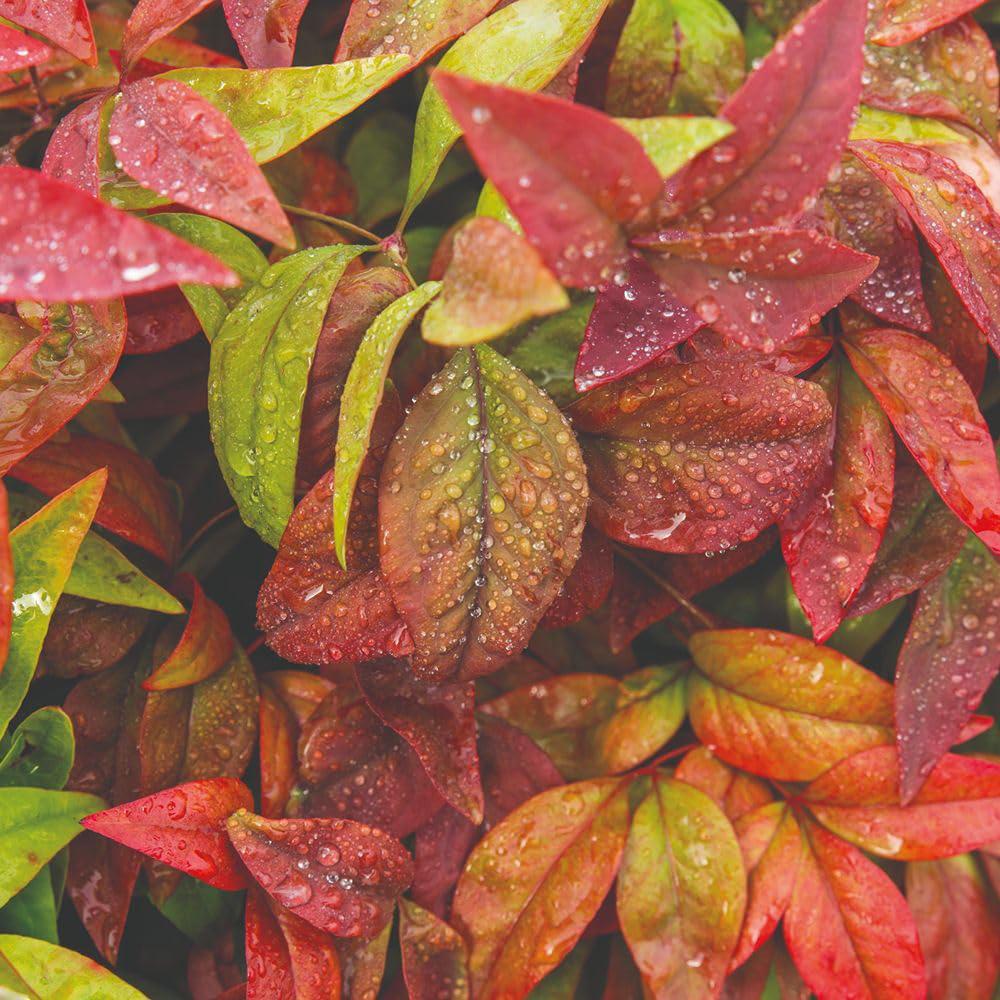 Thompson and Morgan Nandina Duo Plant Pot 9cm 2 Pack Image 3