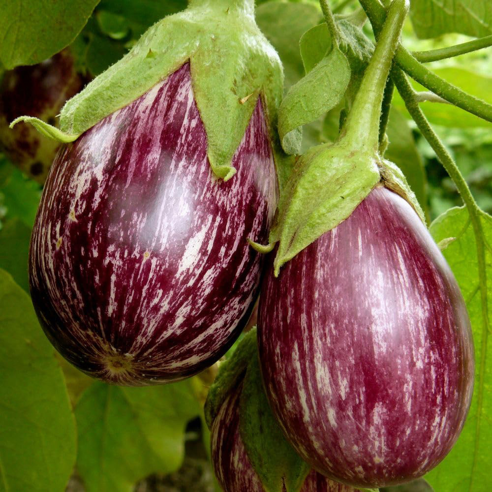 Thompson and Morgan Aubergine Graffiti F1 Seeds Image 1