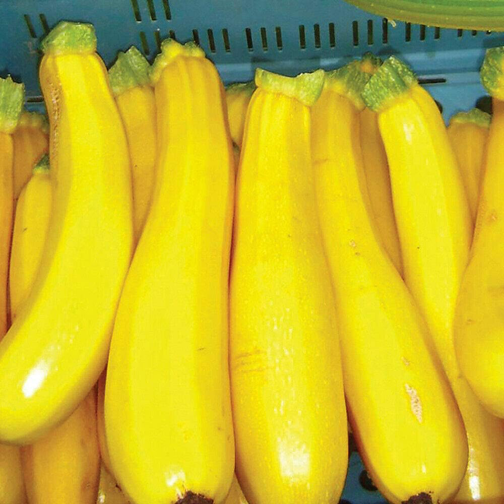 Thompson & Morgan Courgette Orelia F1 6 Seeds Packet Image 2