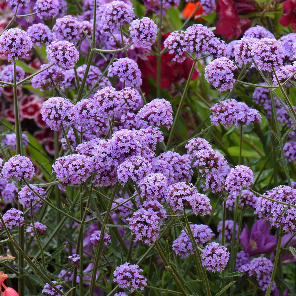 Thompson and Morgan Verbena Bonariensis Garden Ready Plant 30 Pack Image 1