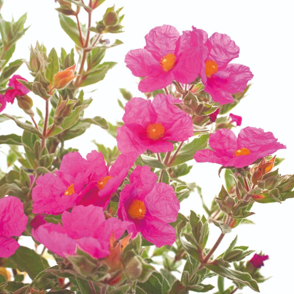 Thompson and Morgan Cistus x Pulverulentus Sunset Plant Pot 9cm 3 Pack Image 3