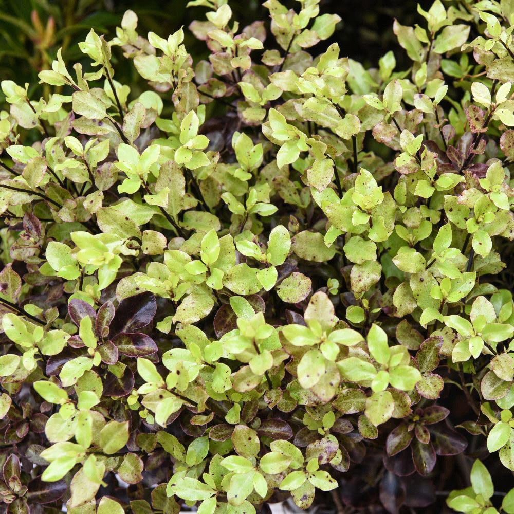 Thompson and Morgan Pittosporum Tenuifolium Tom Thumb Plant Pot 9cm 5 Pack Image 3