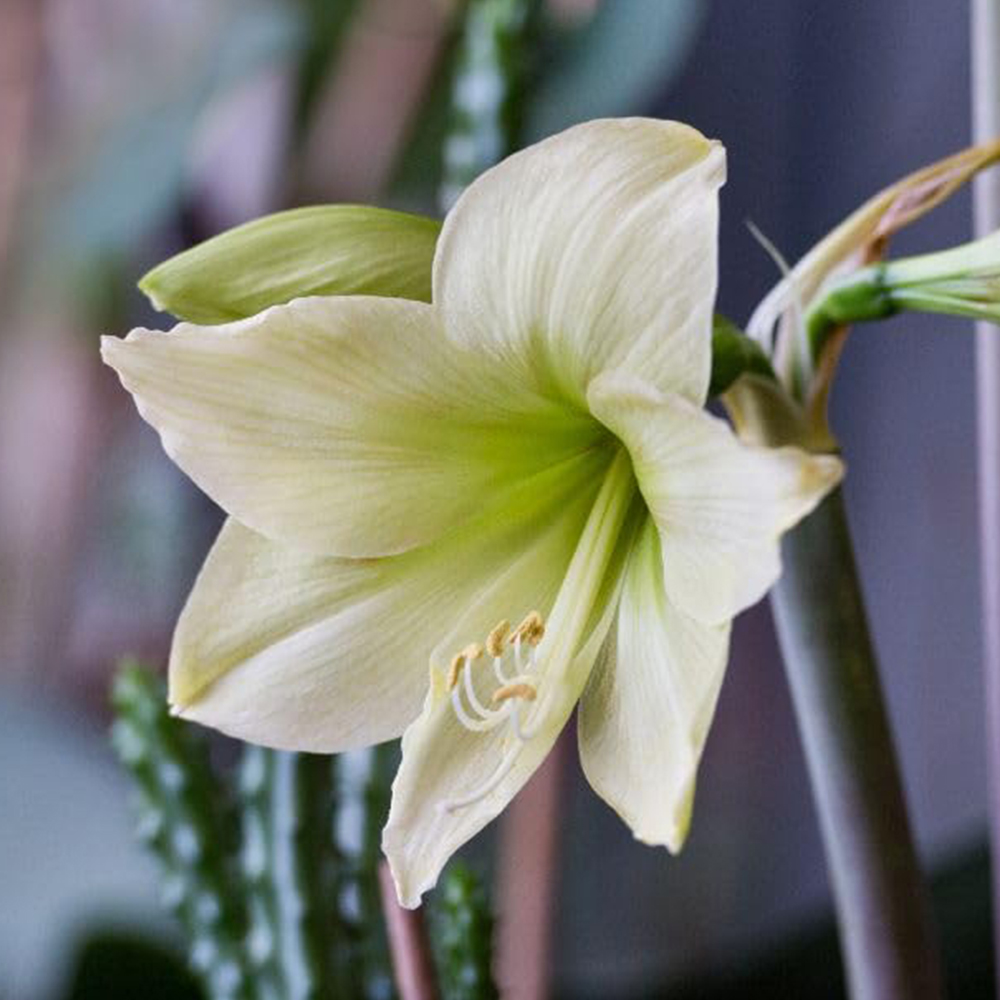 Thompson and Morgan Amaryllis Lemon Star Planting Bulb 2 Pack Image 1