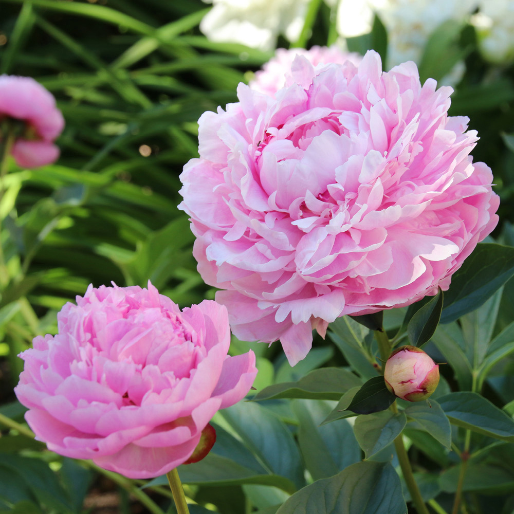 YouGarden Peony Sarah Bernhardt Bare Root 3 Pack Image 3