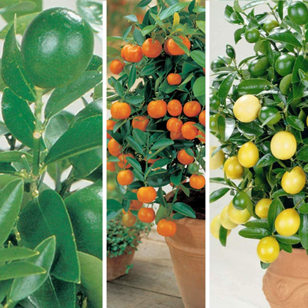 Thompson and Morgan Citrus Tree Collection Plant Pot 9cm 3 Pack Image 1