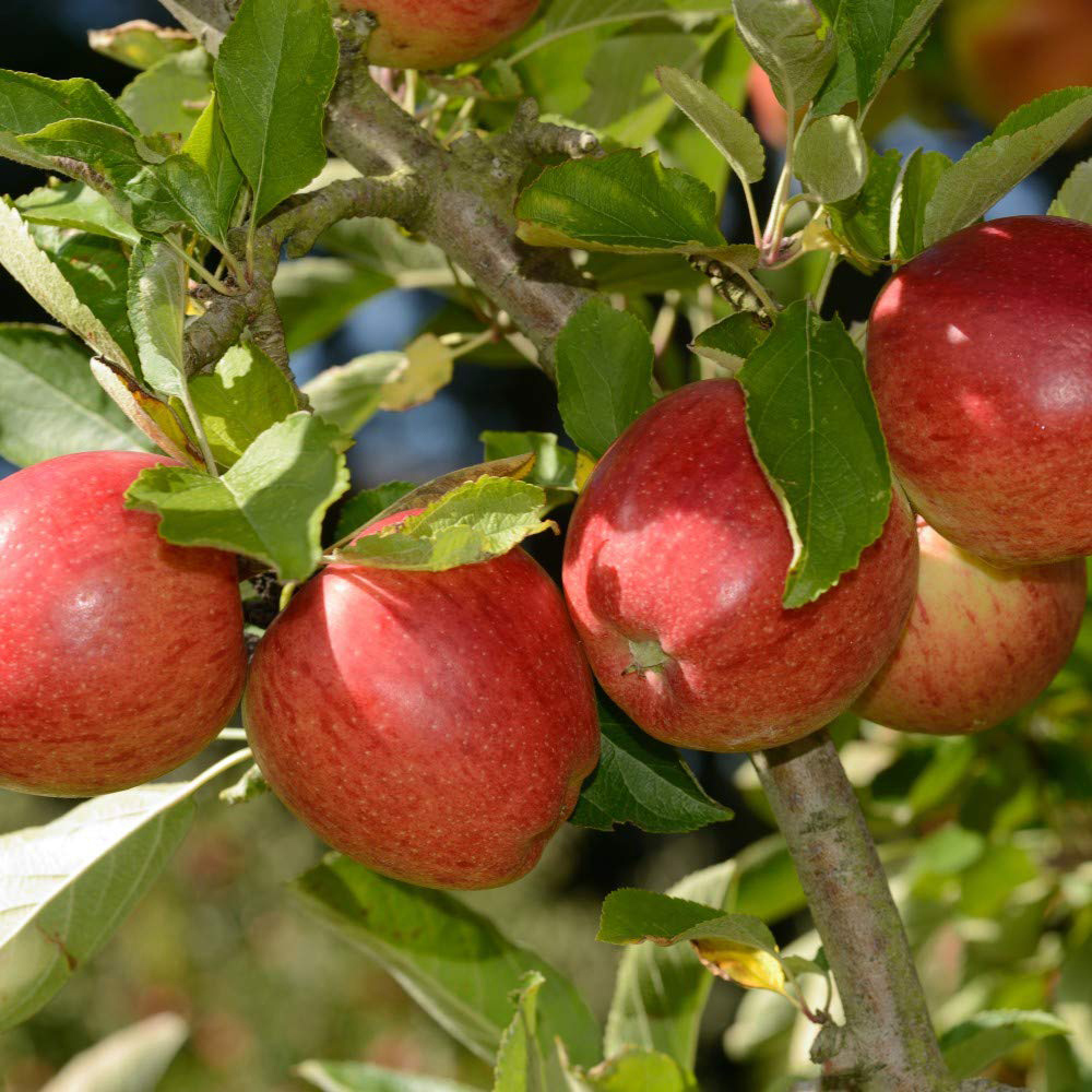 Thompson and Morgan Apple Malus Braeburn Patio Standard M9 Plant Pot 5L 2 Pack Image 2