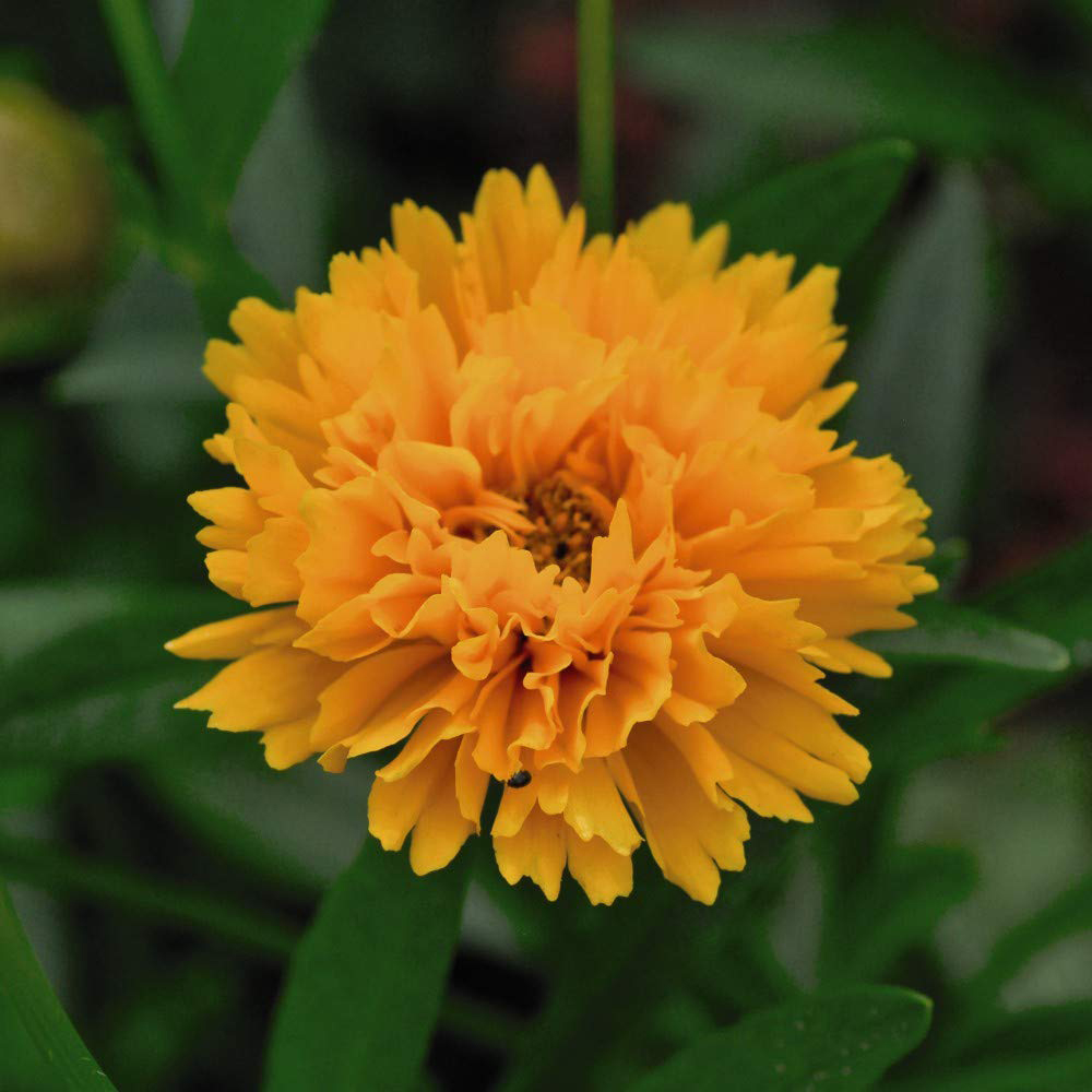 Thompson and Morgan Coreopsis Golden Joy Garden Ready Plant 15 Pack Image 1