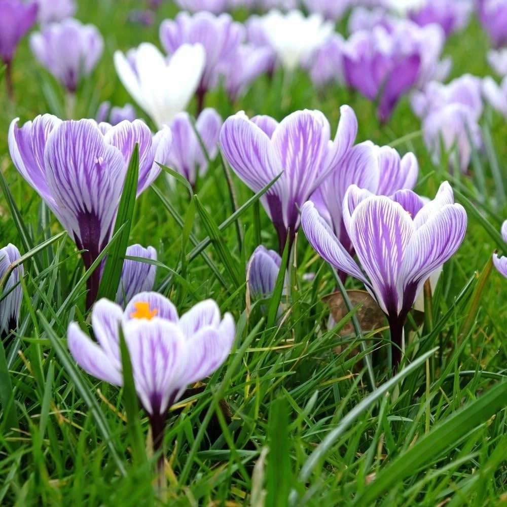 Thompson and Morgan Crocus Dutch Striped Planting Bulb 20 Pack Image 2