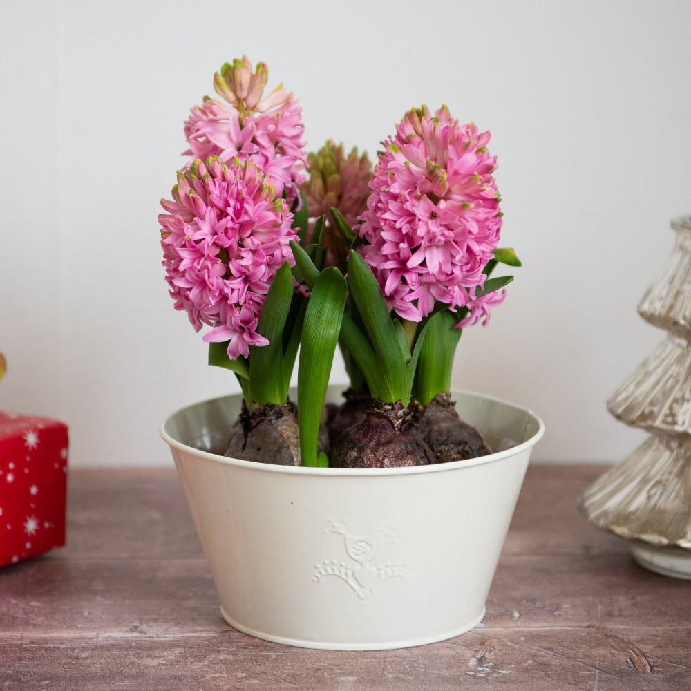 Thompson and Morgan Christmas Gift Hyacinth Scented Pink Pearl 5 Planting Bulb in Pot 16cm 2 Pack Image 3