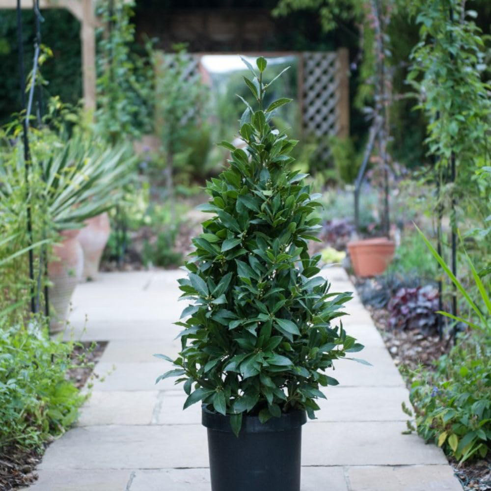 Thompson and Morgan Bay Pyramid Plant Pot 25cm Image 1
