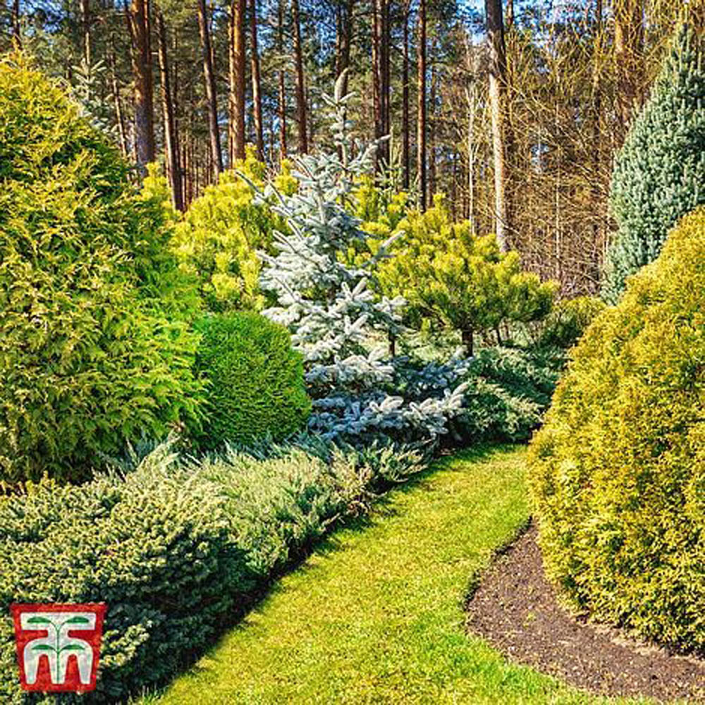 Thompson and Morgan Nurseryman's Choice Conifer Plant Pot 9cm Image 2
