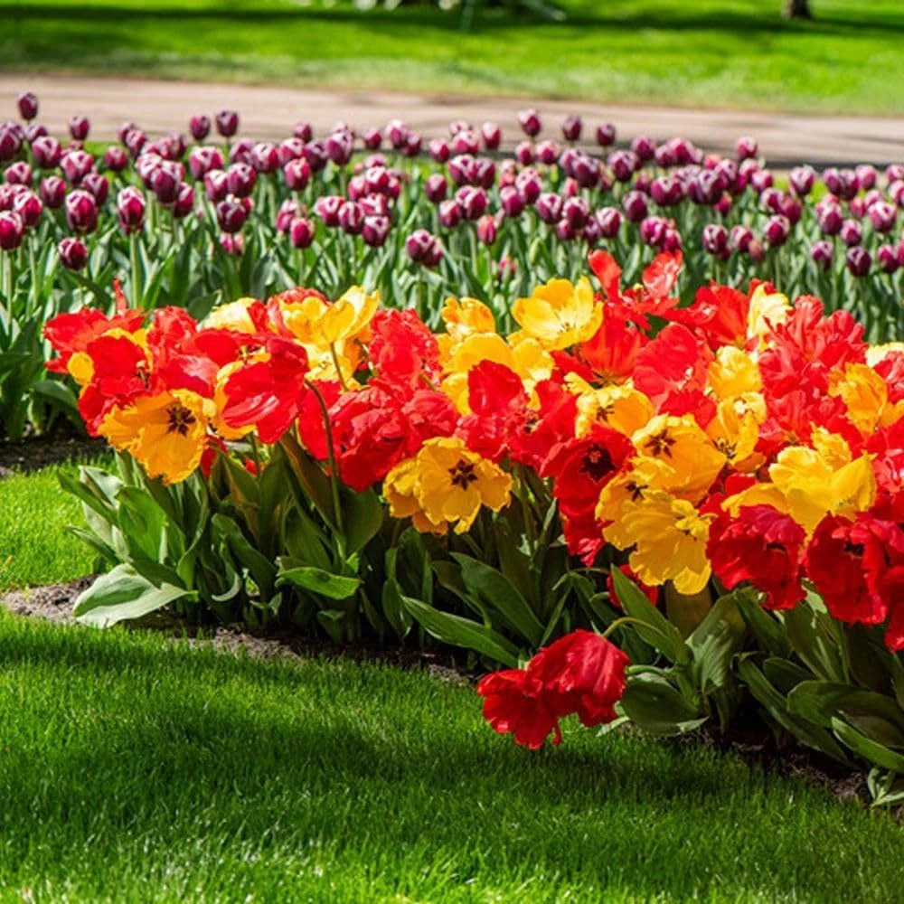 Thompson and Morgan Tulip Giant Phoenix Mixed Planting Bulb 32 Pack Image 5