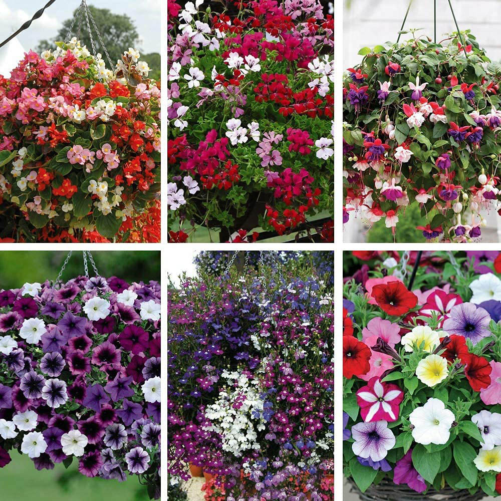 Thompson and Morgan Nurserymans Choice Hanging Basket Mixed Postiplug Plants 15 Pack Image 1