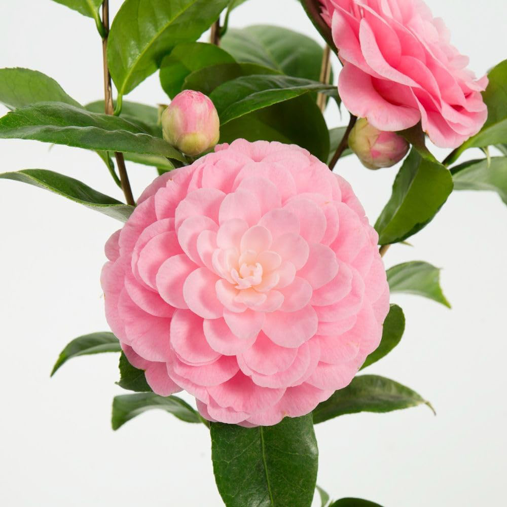 Thompson and Morgan Camellia Japonica Virginia Franco Plant Pot 3L Image 2