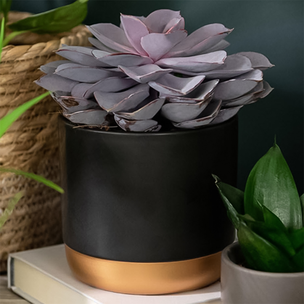 Thompson and Morgan Echeveria Purple Pearl Potted Plant 12cm 2 Pack Image 1