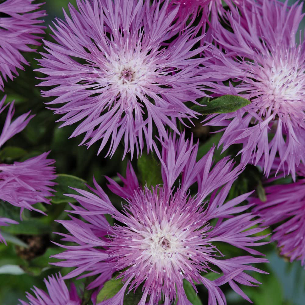 Thompson & Morgan Cornflower Perennial Dealbata Seeds Image 1