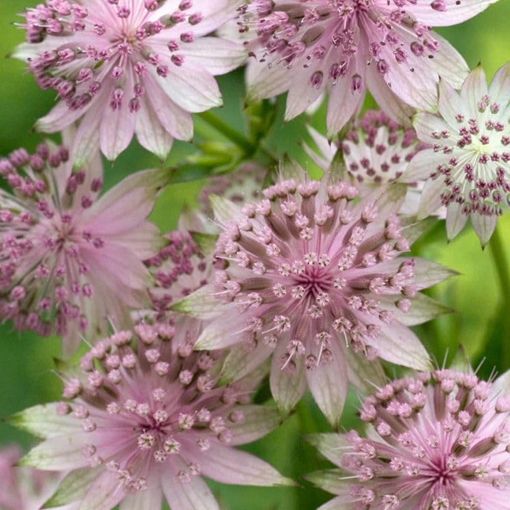 Thompson and Morgan Astrantia Buckland Plant Pot 9cm Image 2