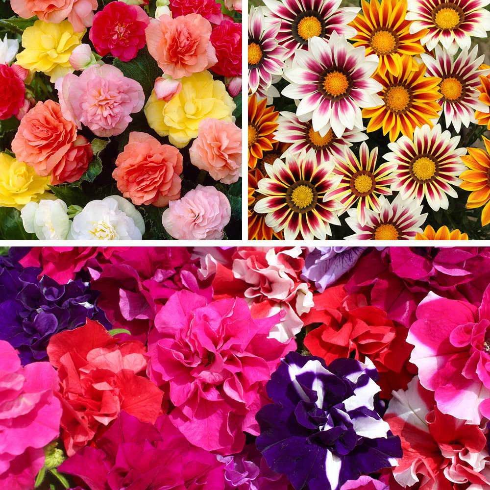 YouGarden Bright Bedding Pro Plug 120 Pack Image 1