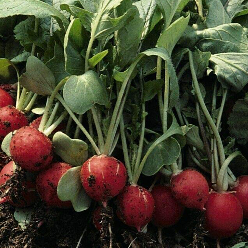 Thompson and Morgan Radish Scarlet Globe Seeds Image 1