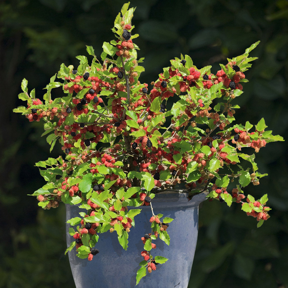 wilko Dwarf Mulberry Morus Mojoberry Plant Pot 1.7L Image 2