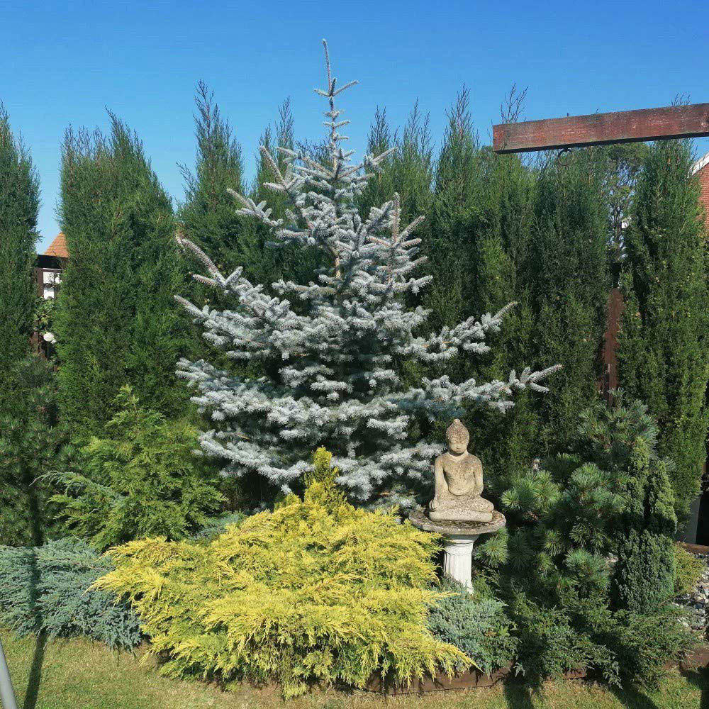 Thompson and Morgan Cupressus Sempervirens Italian Cypress Stricta Plant Pot 14cm 4 Pack Image 4