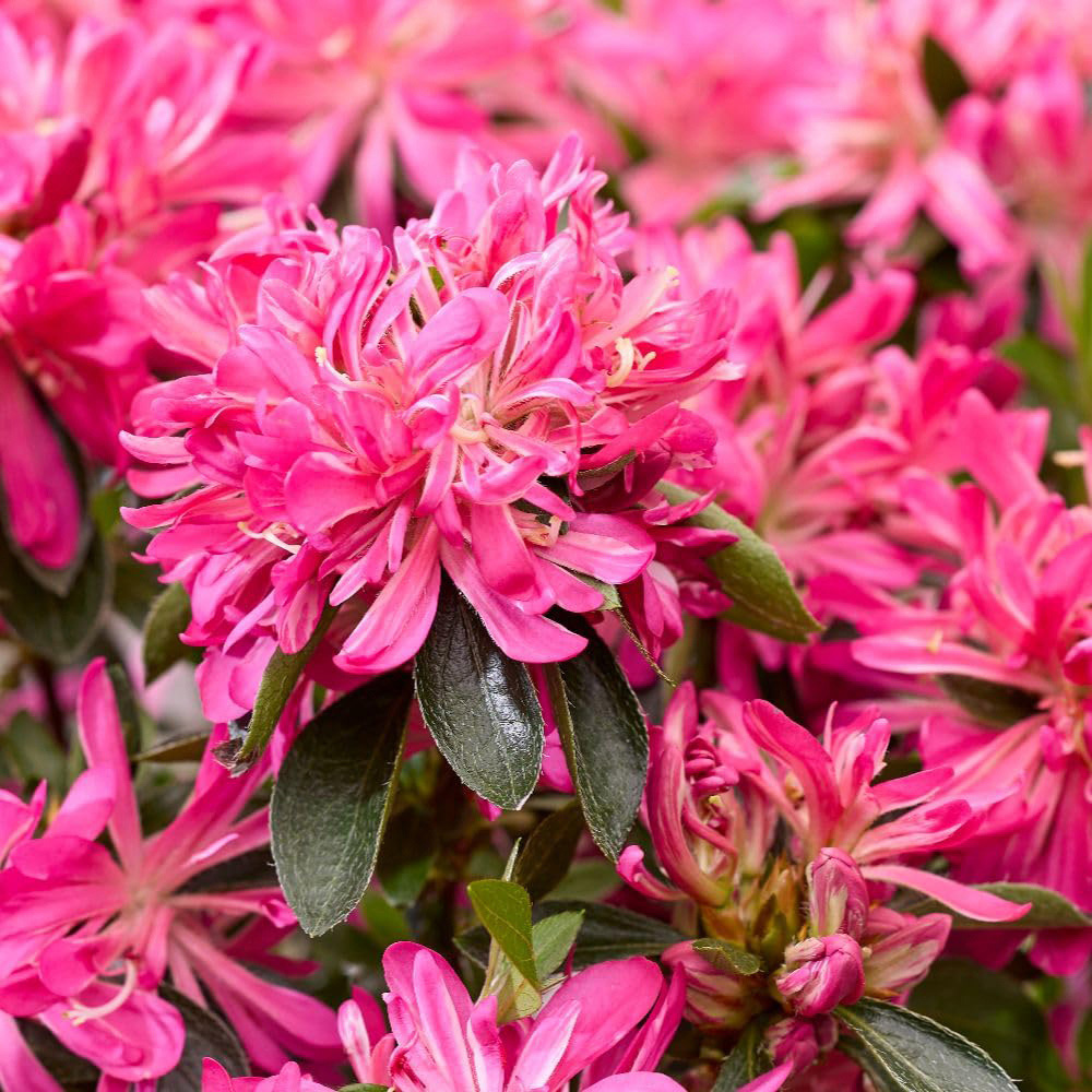 Thompson and Morgan Rhododendron Azalea Pink Star Plant Pot 17cm Image 3