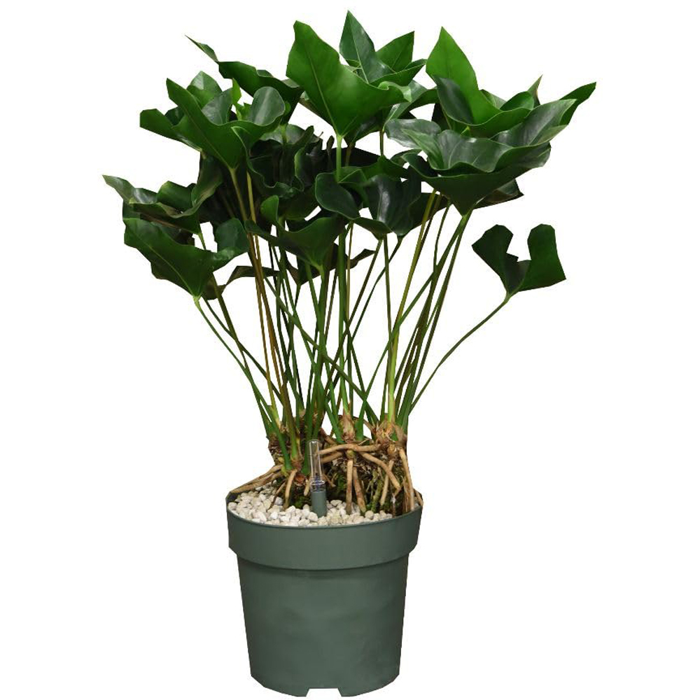 Thompson and Morgan Anthurium Arrow in Hydro Plant Pot 30cm 2 Pack Image 2