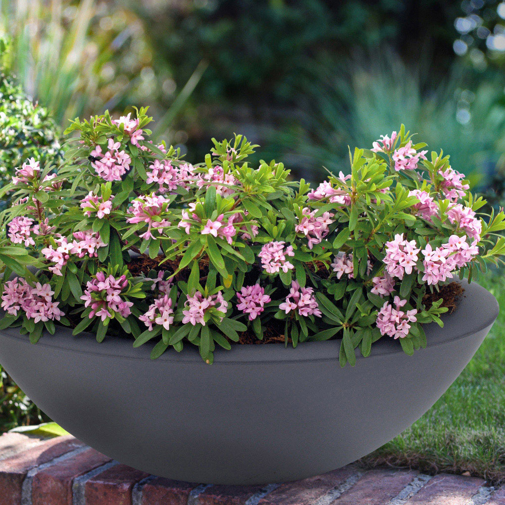 Thompson and Morgan Daphne Transatlantica Duo Plant Pot 9cm 2 Pack Image 4