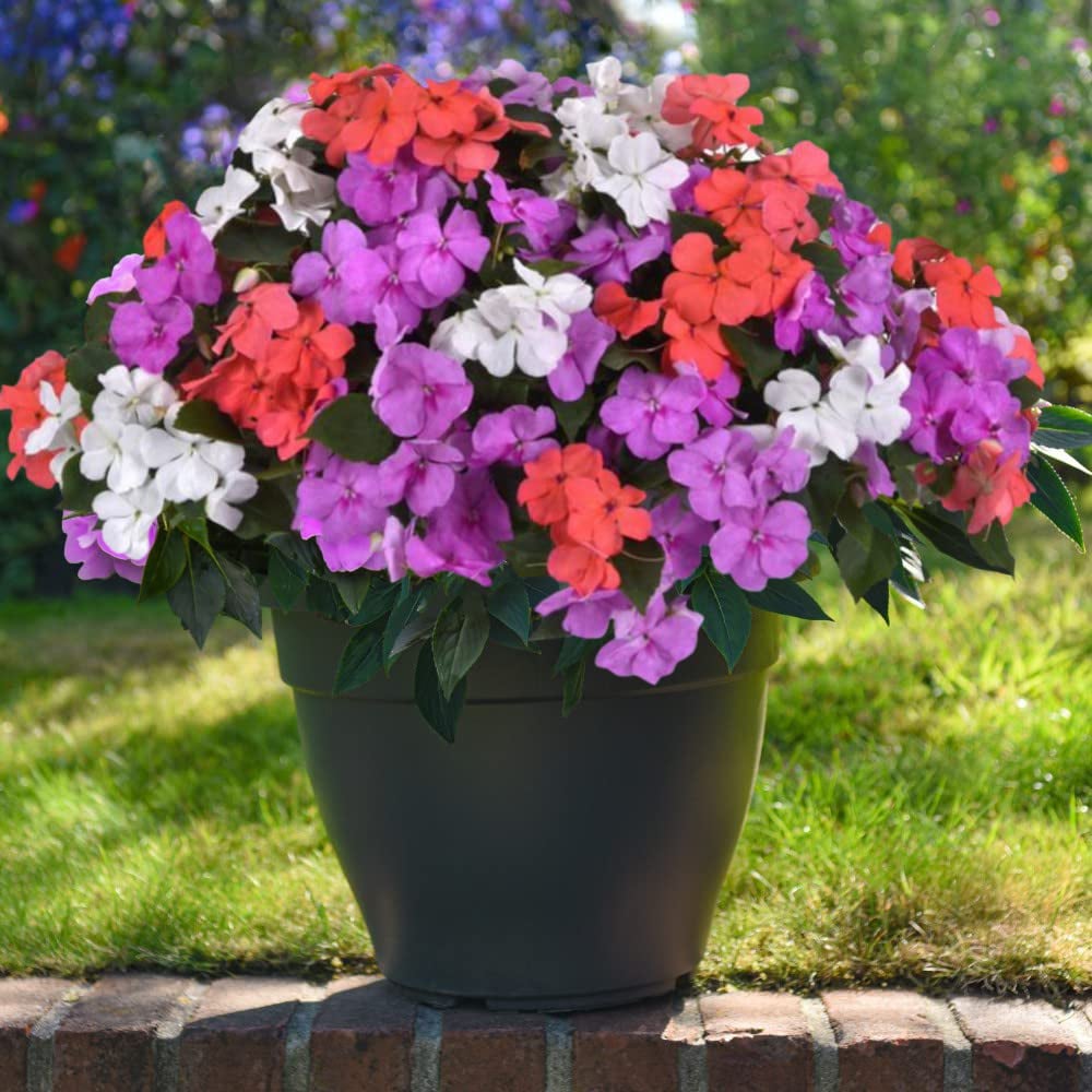 Thompson and Morgan Impatiens Busy Lizzie Pearl Island Garden Ready Plant 30 Pack Image 2