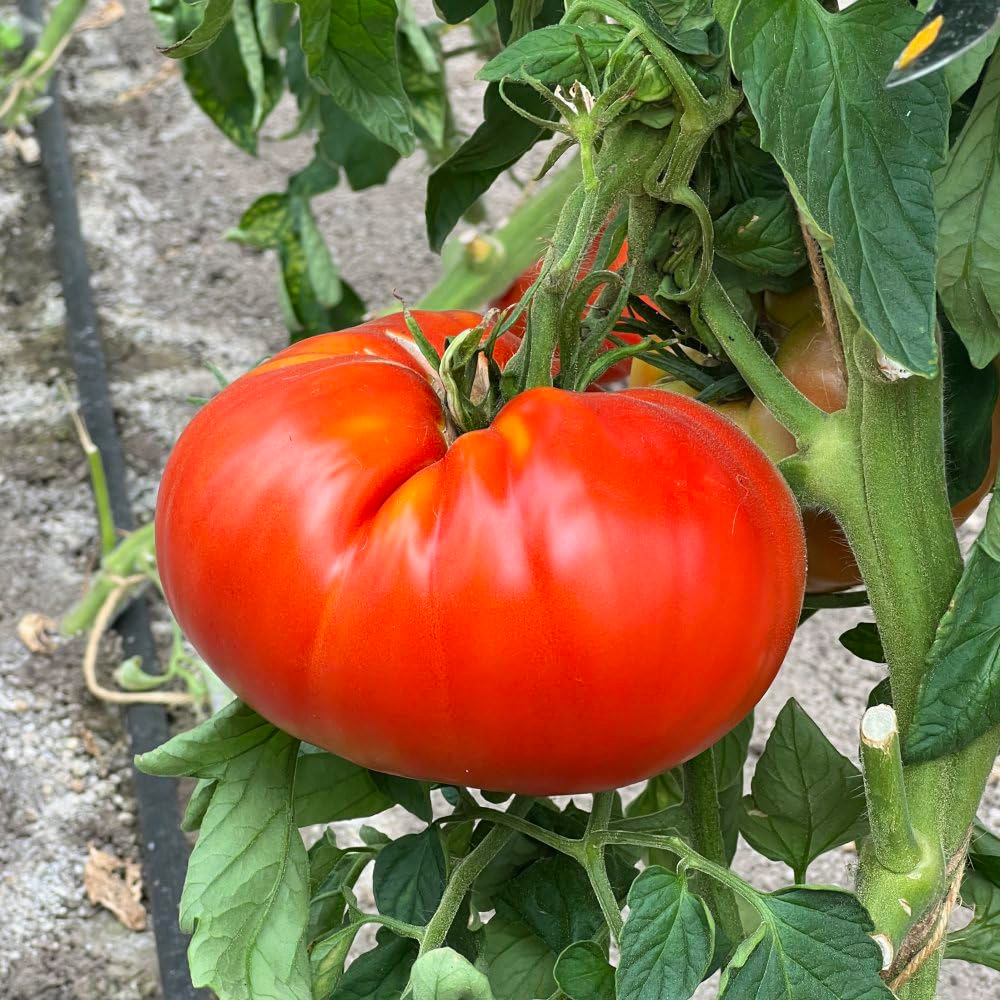 Thompson & Morgan Tomato Supersteak F1 Seeds Image 1