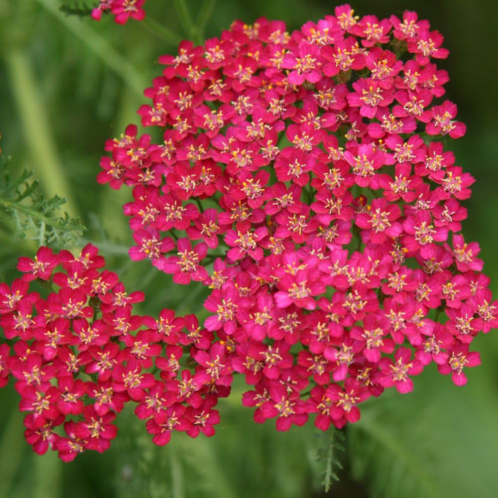 Thompson and Morgan Achillea Millefolium Cerise Queen Plant Pot 9cm Image 1