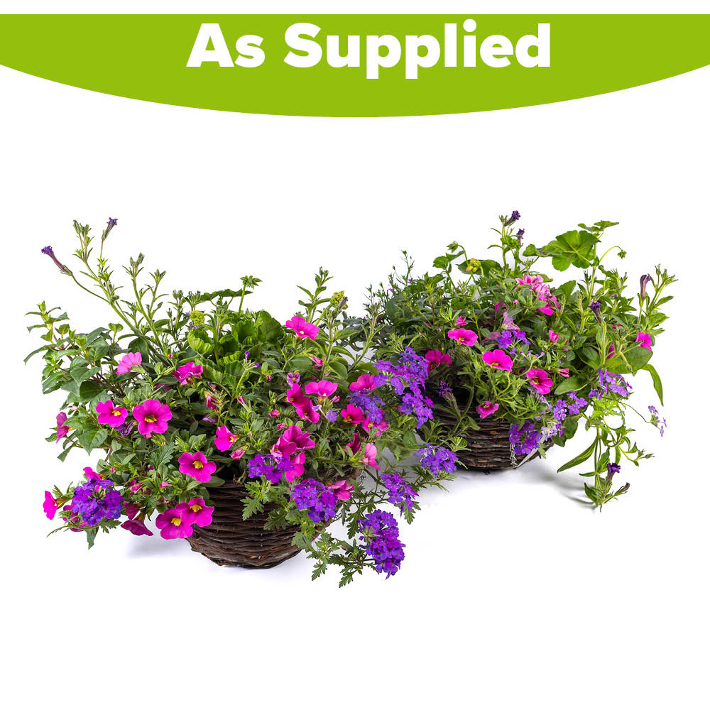 YouGarden Preplanted Summer Sensation Rattan Hanging Basket 35cm 2 Pack Image 3