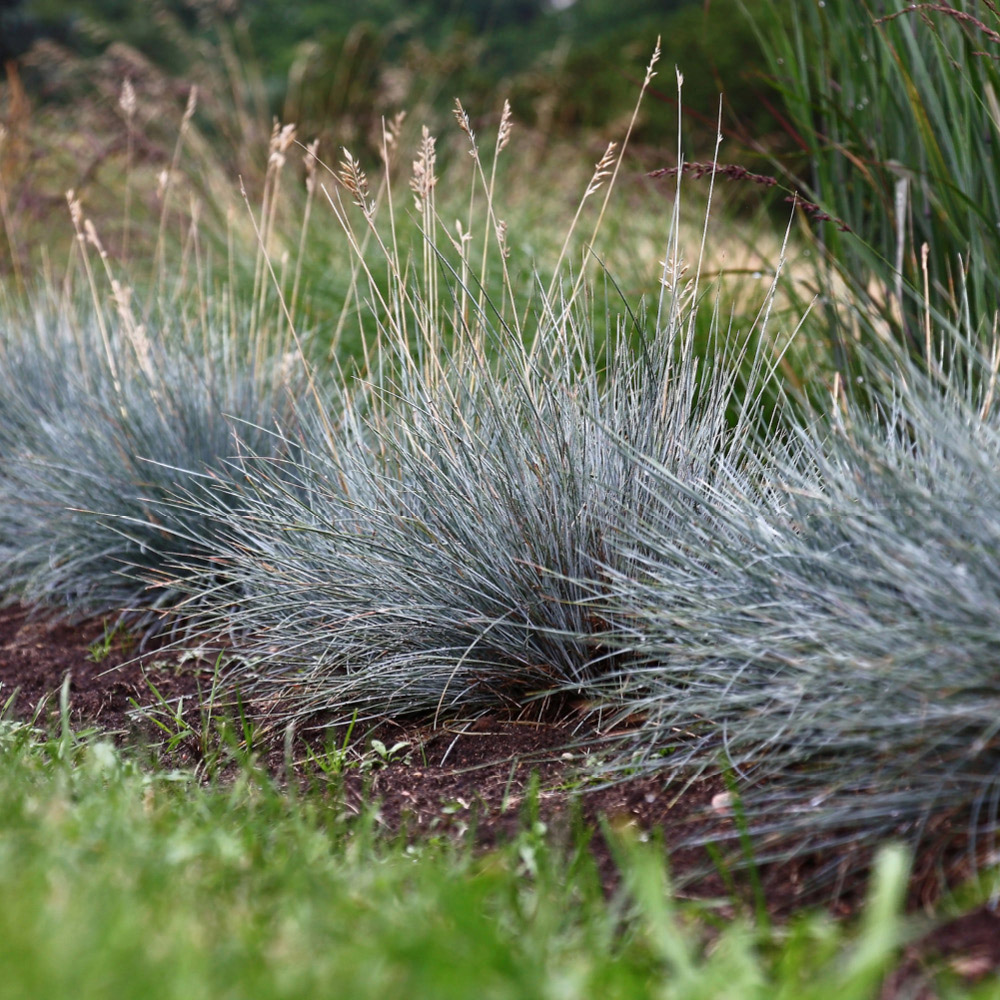 YouGarden Fescue Grass Festuca Glauca Blue Plant Pot 9cm 3 Pack Image 2