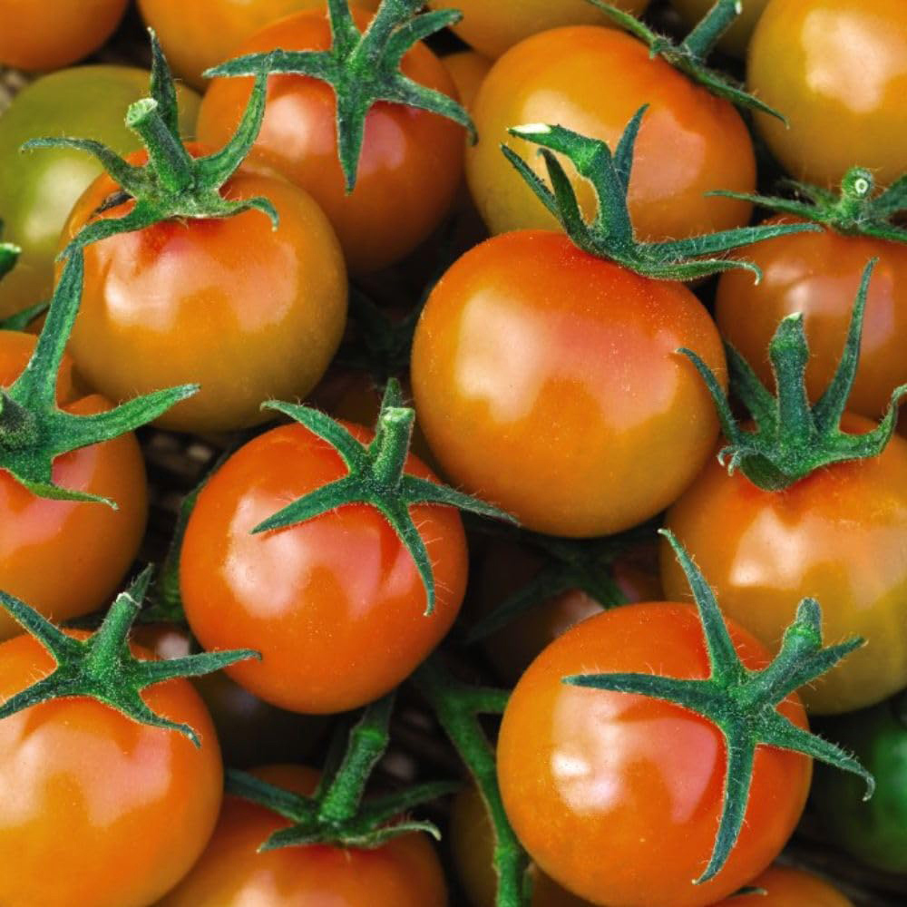 Thompson & Morgan Tomato Sweetest Duo 2 Seeds Image 2