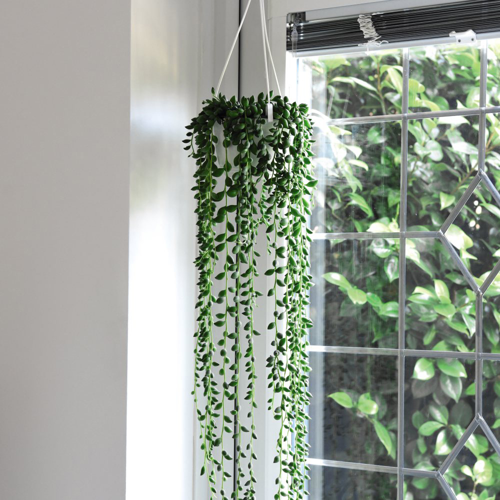 Thompson and Morgan Senecio Rowleyanus String of Pearls Plant Pot 14cm Image 2
