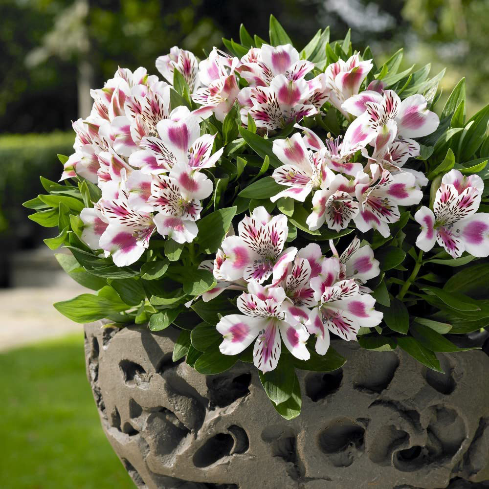 Thompson and Morgan Alstroemeria Inticancha White Pink Blush Plant 6 Pack Image 3