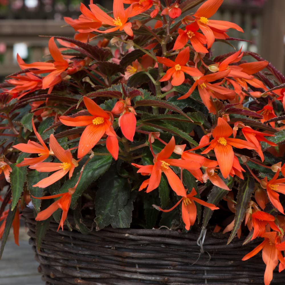 Thompson and Morgan Begonia Bossa Nova Night Fever Papaya Garden Ready Plant 15 Pack Image 3