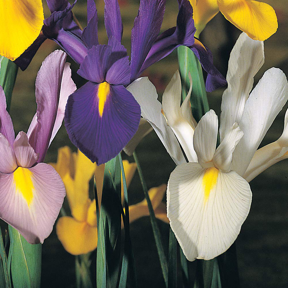 Thompson and Morgan Iris Dutch Mixed Bulbs Size 06/07 100 Pack Image 2