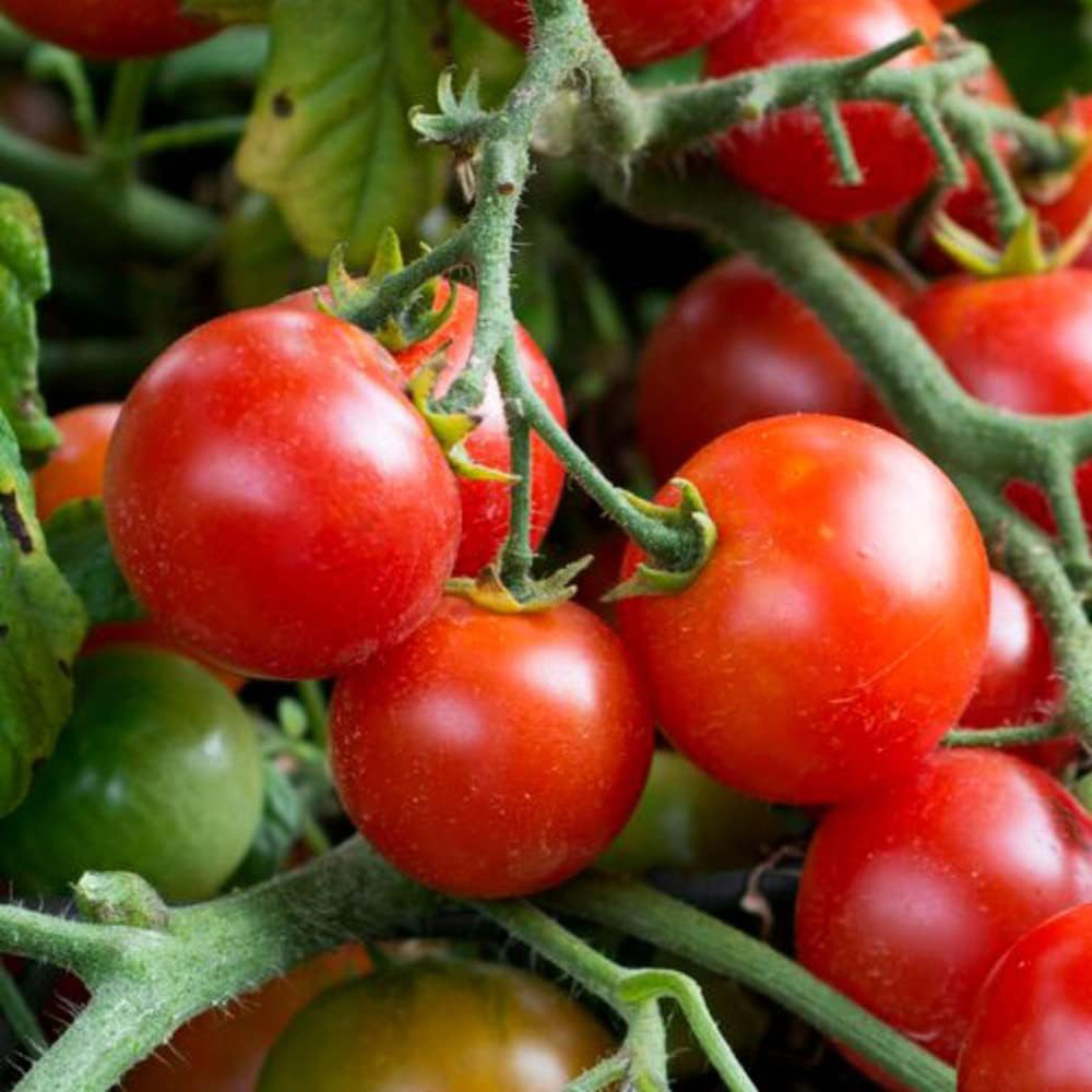Thompson & Morgan Tomato Patio Tumbling Bella Postiplug Plant 3 Pack Image 1