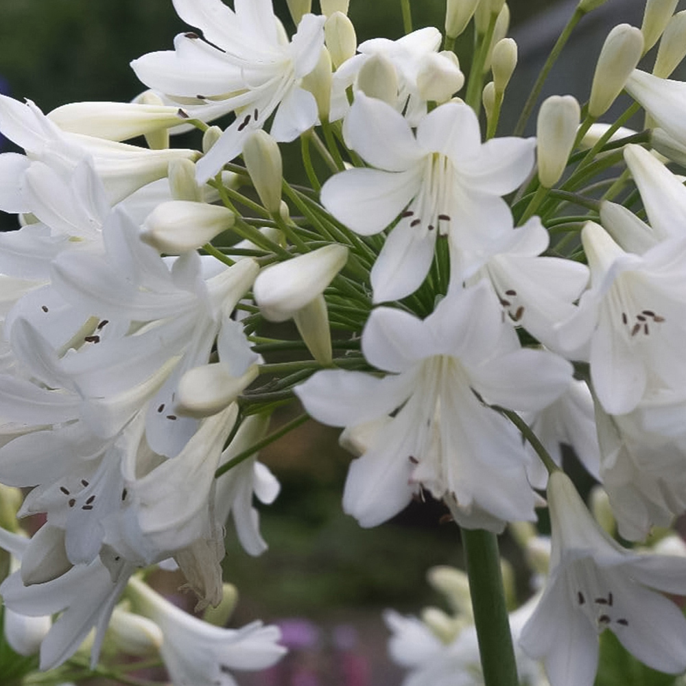 Thompson and Morgan Agapanthus Arctic Star Plant Pot 9cm Image 2