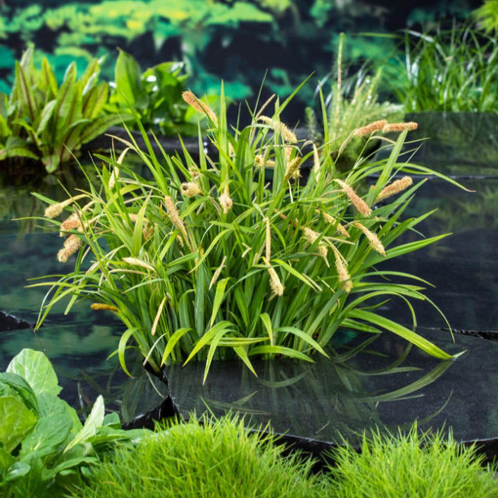 Thompson and Morgan Carex Pendula Plant Pot 9cm 3 Pack Image 7