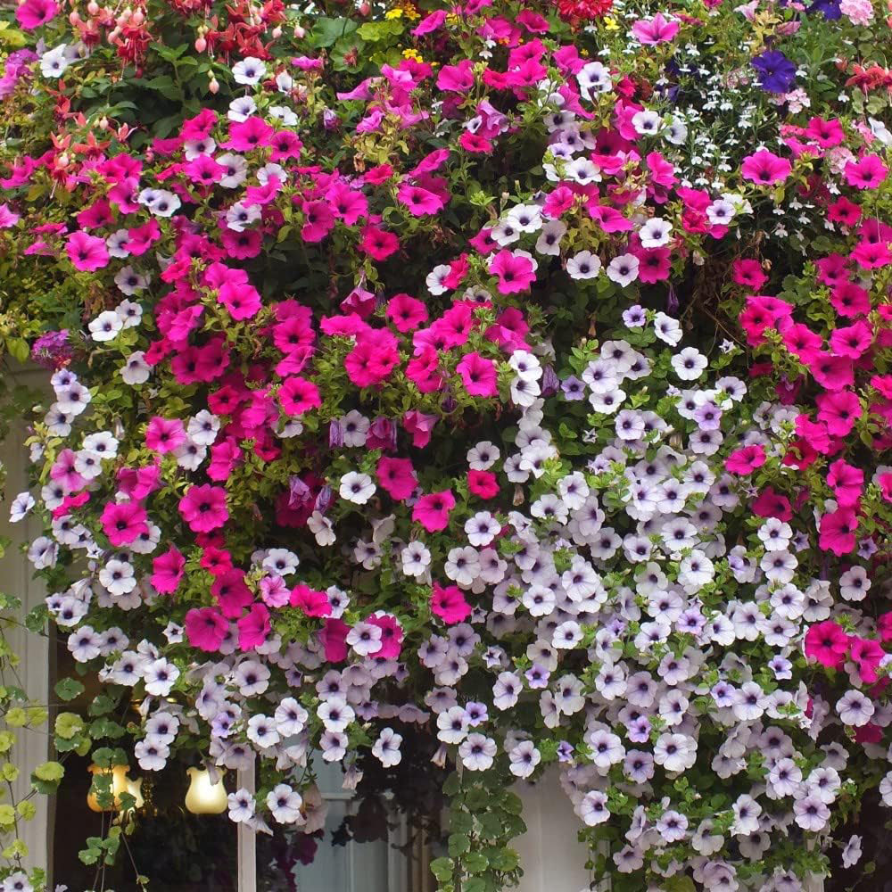 Thompson and Morgan Nurserymans Summer Favourites Garden Ready Plant 120 Pack Image 2