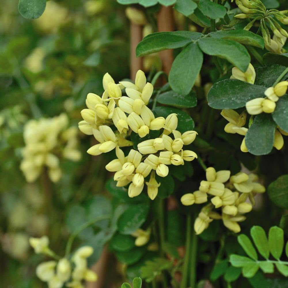 Thompson and Morgan Coronilla Citrina Pot 9cm 3 Pack Image 4