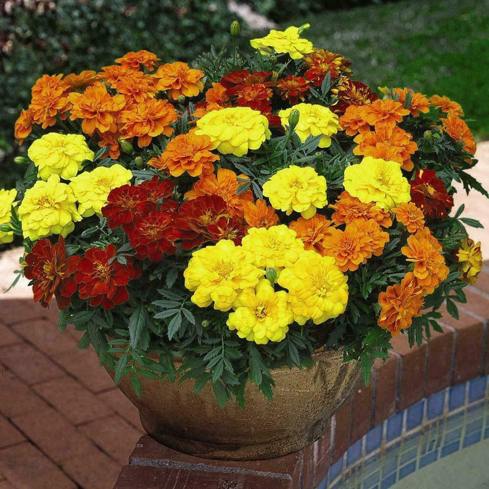 Thompson and Morgan Nurserymans Choice Annual Bedding Mixed Plant Plug 144 Pack Image 9