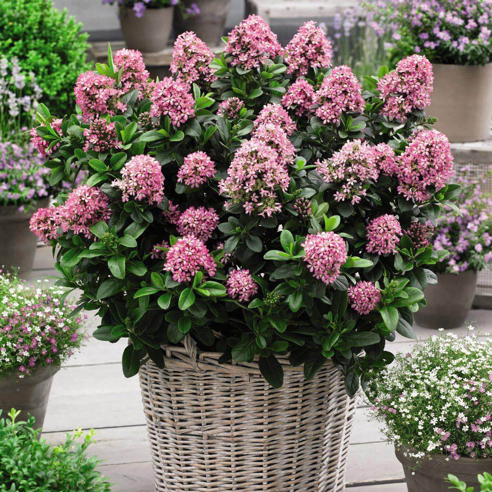 Thompson and Morgan Escallonia Laevis Pink Elle Plant Pot 9cm 3 Pack Image 5