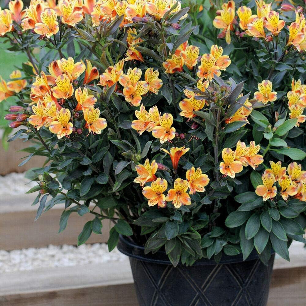 Thompson and Morgan Alstroemeria Summer Duo Jumbo Plug Plant 4 Pack Image 4